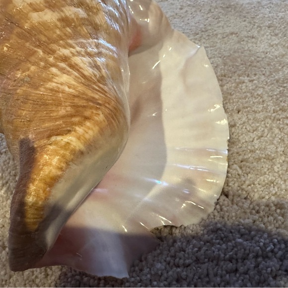 Large Natural Conch Shell - Picture 2 of 4